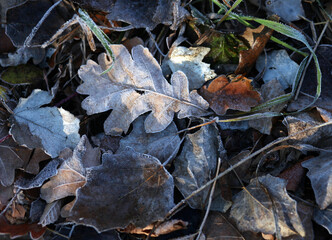 dry autumn leaves in frost. Natural background