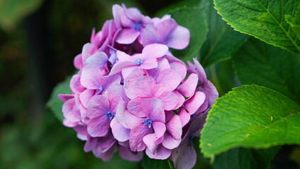 Fototapeta premium 満開の紫陽花