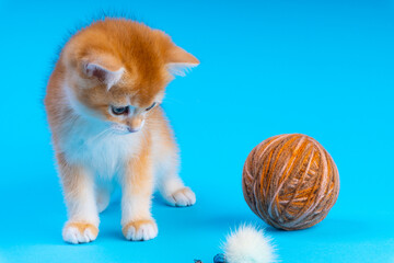 Cute little kitten british breed golden color in studio