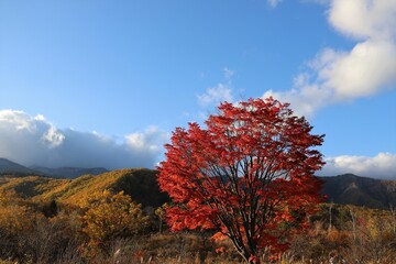 乗鞍高原の紅葉