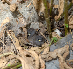 Fototapeta na wymiar Two small nestling are hiding under nettle stems.