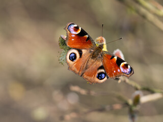 European peacock butterfly (Aglais io) feeding on catkin