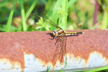 錆びたパイプとトンボ
