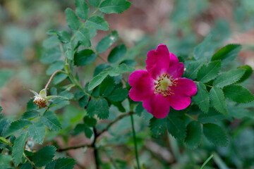 Gebirgs-Rose (Rosa pendulina) auch Alpen-Rose, Pflanze mit Blüte, Heilpflanze © Aggi Schmid