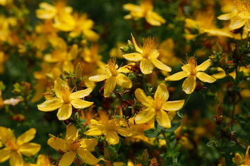 Echte Johanniskraut (Hypericum perforatum) Heilpflanze mit gelben Blüten