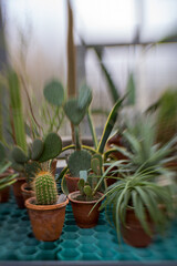 
cactus and succulents in pots in a greenhouse