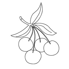 Fruit close-up. Outline drawing on a white background. Vector graphics.