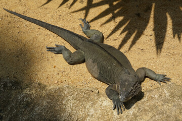 ジャングルを歩くコモドオオトカゲ(シンガポール)