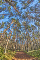 beautiful forest road in autumn