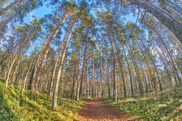 beautiful forest road in autumn