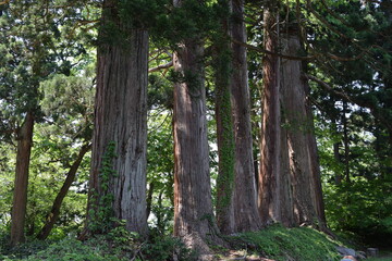 羽黒山の杉並木 ／...