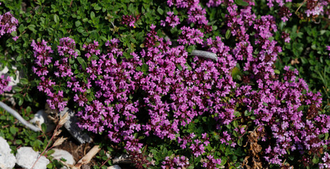 Wilder Thymian (Thymus vulgaris) Heilpflanze mit Bl&uuml;ten, Panorama
