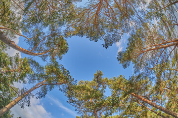 tree crowns from bottom to top