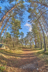 beautiful forest road in autumn