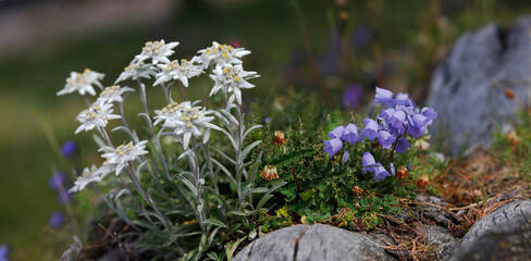 Edelweiß (Leontopodium nivale) mit Glockenblumen (Campanula alpina) in den Alpen, Südtirol, Italien, Europa, Panorama