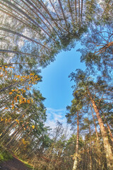 tree crowns from bottom to top