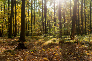 Fototapeta na wymiar Autumn trees in the sunshine. Colorful autumn landscape