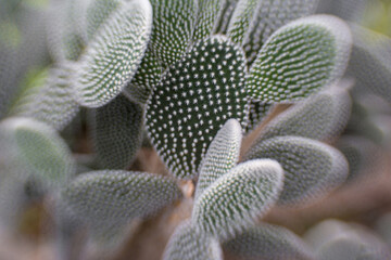 texture of cactus with fleshy spines