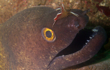 coral reef fish caribbean sea Venezuela