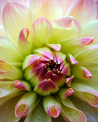 Macro image of pink and yellow Dahlia flower.