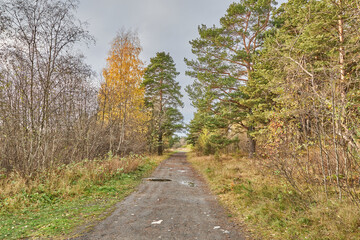 Fototapeta na wymiar beautiful forest road in autumn