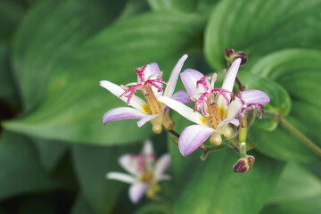 Taiwanese toad lily (Tricyrtis formosana)
