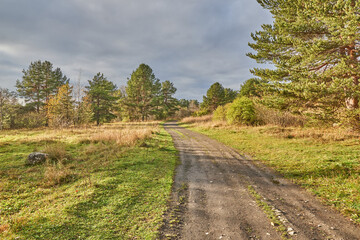 Fototapeta na wymiar beautiful forest road in autumn