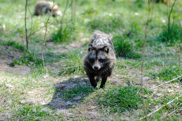 Fluffy raccoon dog in a nature reserve