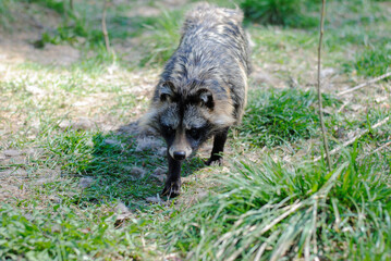 Fluffy raccoon dog in a nature reserve