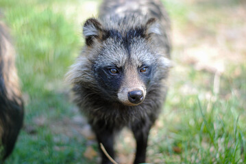 Fluffy raccoon dog in a nature reserve
