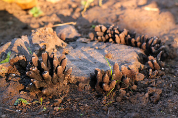 Dead man's fingers or Xylaria polymorpha, a saprobic fungi on a tree stump
