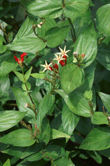 Indian pink (Spigelia marilandica). Called Woodland pinkroot also