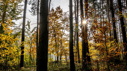 las jesienią z przebijającymi promieniami słońca