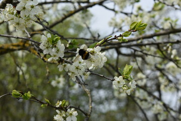 Plum blossom