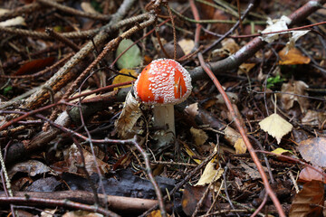 Closeup of amanita muscaria mushroom in forest
