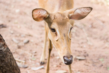 close up eyes of a female deer