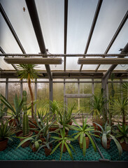 
tropical plants in pots in a greenhouse