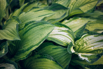 Hosta foliage background. Wallpaper with green plant leaves