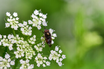 In a beautiful green background, Chinese herbal medicine, wild viburnum, and insects that inhabit it