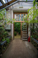 
wooden door in a tropical greenhouse