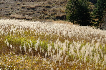 自然に広がる薄たち