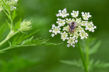 In a beautiful green background, Chinese herbal medicine, wild viburnum, and insects that inhabit it