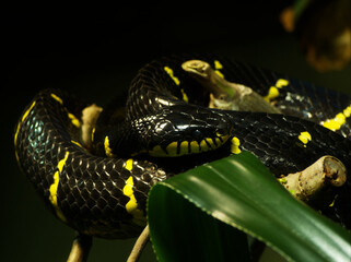 A poisonous snake sitting in branches leipzig zoo