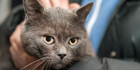 big domestic gray cat on hands of elderly old man animal care and friendship concept