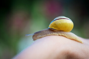 a yellow snail crawls on a child's hand
