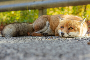 Fox Close Up - Fox is resting on the road