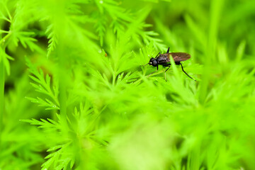 In a beautiful green background, Chinese herbal medicine, wild viburnum, and insects that inhabit it