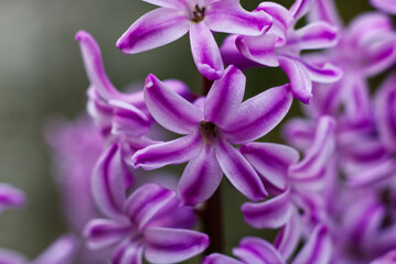 close up of purple hyacinth