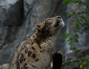 Carnivore in zoo leipzig scratching cheetah in germany