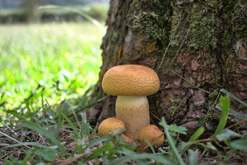Orange Mushrooms